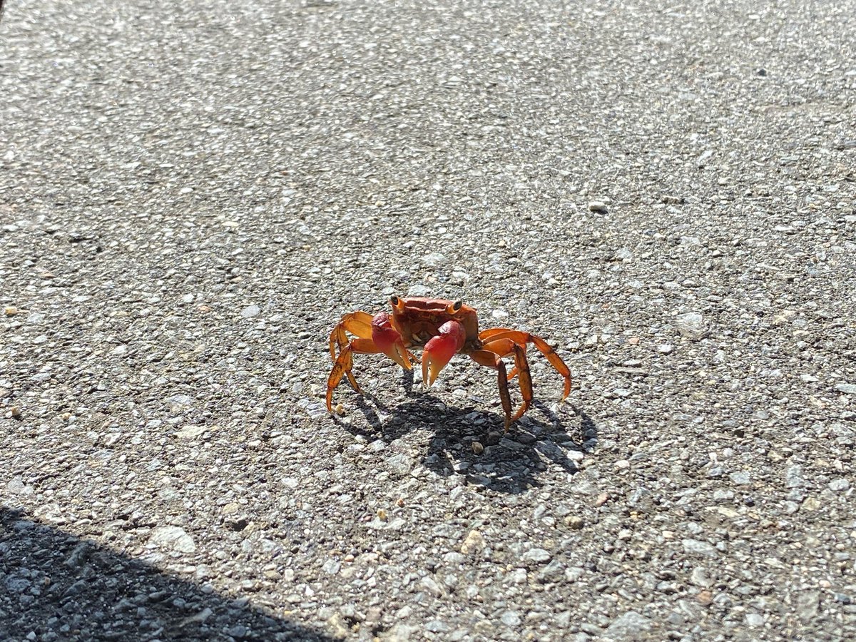 kinos_k_jp's tweet photo. かにー！🦀
ちょこちょこ歩いてるの可愛いwww https://t.co/m3mnNlofsf