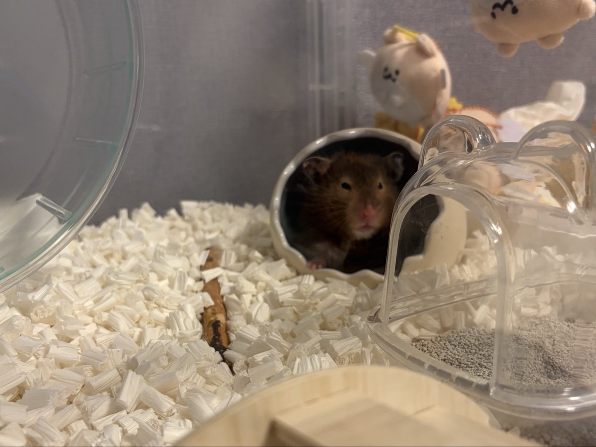 itoudonchan's tweet photo. おはよー

#ハムスター #hamster
#ハムスター好きと繋がりたい
#ハムスターのいる暮らし https://t.co/uJYgyPxhLv