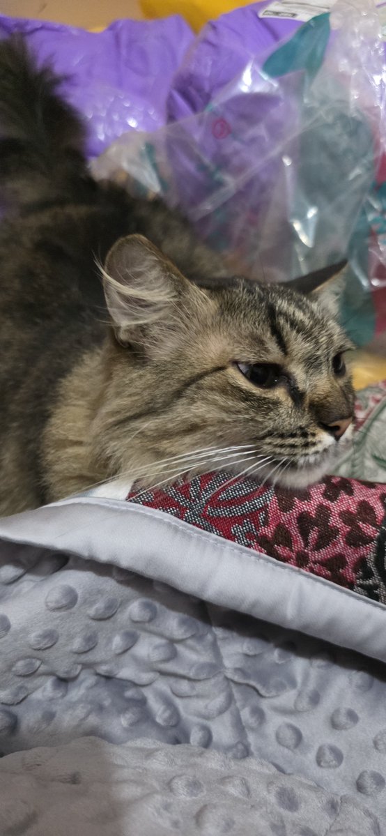 noichil's tweet photo. Pas buka paket selimut, ada yg ndusel. Sumpah Simba tuh ga pernah kaya gini. Apa dia masih mencium aroma Mama, ya... https://t.co/aNjBa828zk