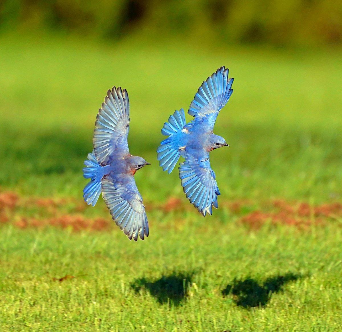 romanewyork's tweet photo. Eastern Bluebirds at the New Jersey botanical gardens, Ringwood NJ.
#natgeo #birdsinflight #easternbluebird #bluebird #audubon https://t.co/iIev2AOAKc