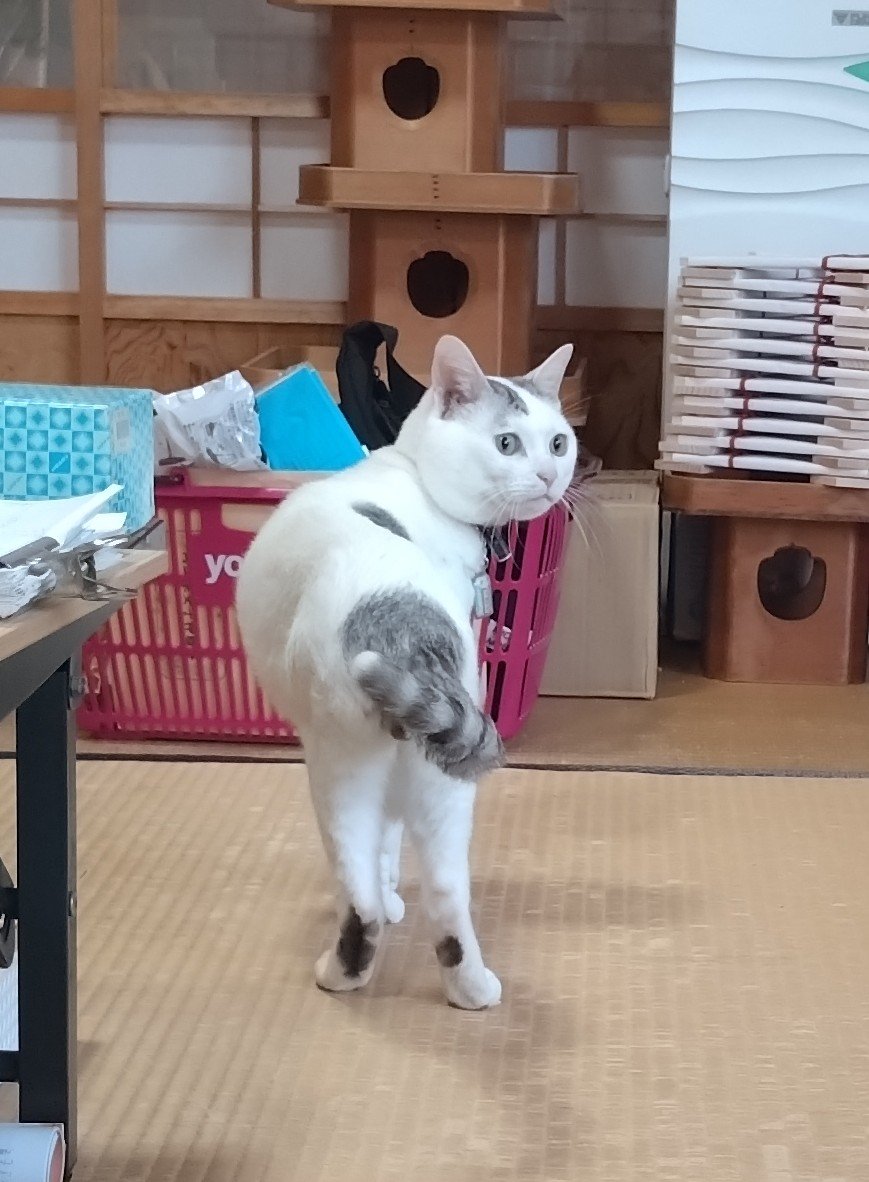 kiyama_jinjya's tweet photo. テンちゃん 出勤
山から初めて聞く動物の鳴き声がして、激しく警戒中

明日11日(金)〜13日(日)まで 
Formula Drift Japan2 に参戦のため、テンちゃんお休み致します https://t.co/b9M0QWOUiG