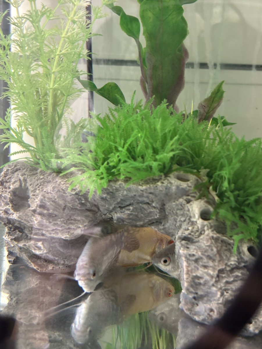 creator_ganchan's tweet photo. おはようございま��！
株式会社クリエイターです！

今日は【熱帯魚紹介】🐠

優雅に泳ぐ熱帯魚達ですが近づくと一瞬で岩陰へ😂
撮影は大苦戦…！
遠目から覗き込むだけでも癒しとなります😊
9月決算で少し社内もバタバタですが、熱帯魚達に癒されながら頑張ります💪✨

＃企業公式相互フォロー https://t.co/SCUrlg7oVG