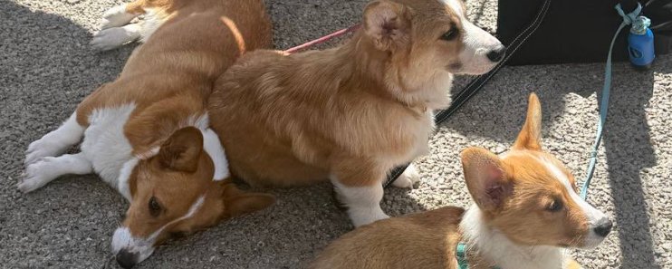 Corgi Times | Issue 23 & 24