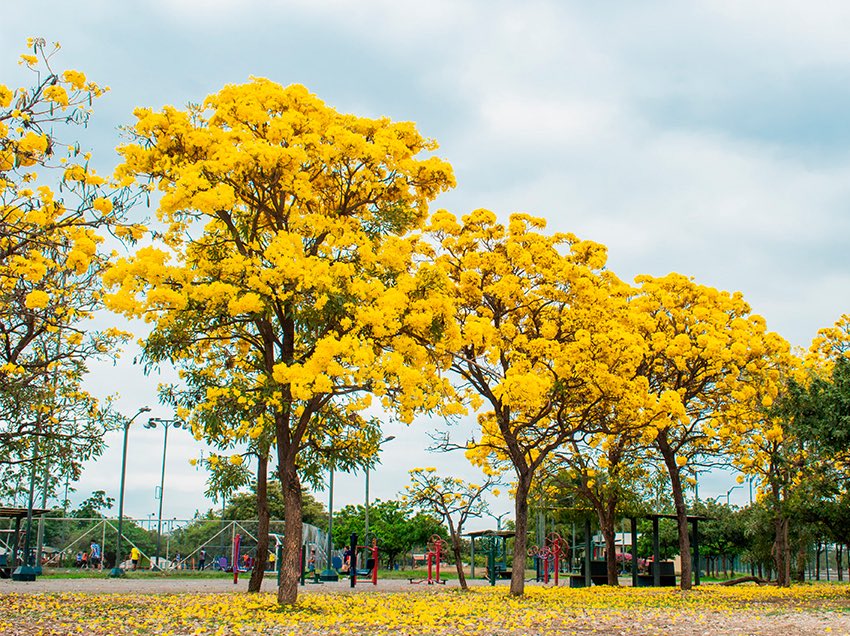 parquesgye's tweet photo. Guayaquil también florece.
Por unos días, sus calles y parques cambian de escenario: los guayacanes llenan la ciudad de amarillo y nos recuerdan que la naturaleza también tiene su propia manera de celebrar.
#GuayaquilNoSeDetiene
#AquiEstamos
#AquilesCumplimos
#ObraDeAquiles
@alcaldiagye @taticoronelf
