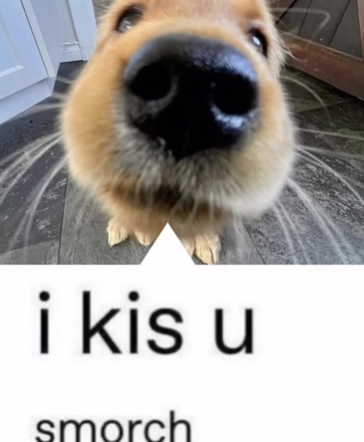 PuppiBat's tweet photo. mwah smorch woof ♥︎ https://t.co/LHv3YLncUM