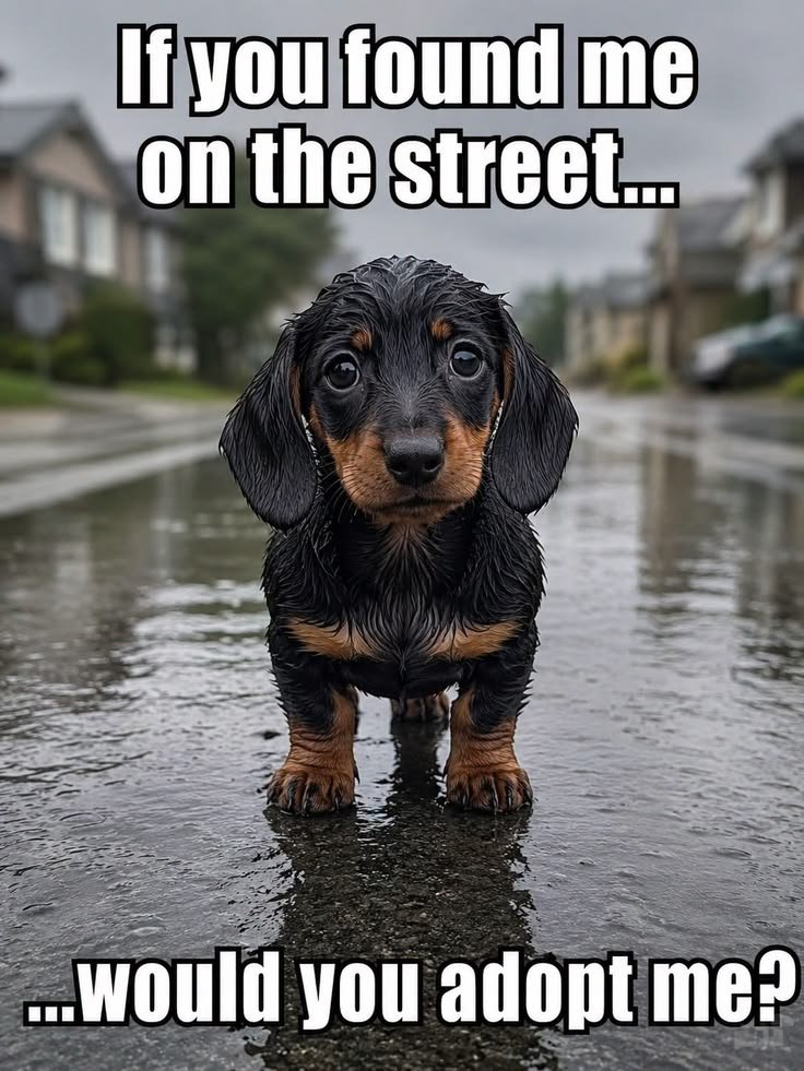 Popularpuppies3's tweet photo. https://t.co/fmRFDlo53a