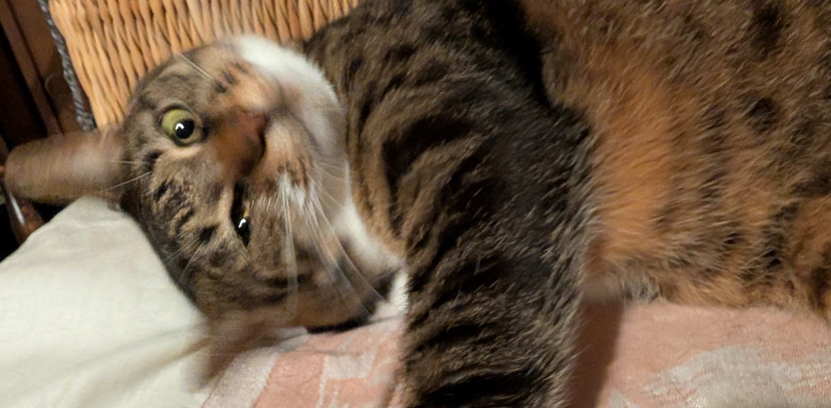 428h's tweet photo. 机の上を死守するねこ🐈️ https://t.co/hGUSEuoOZZ
