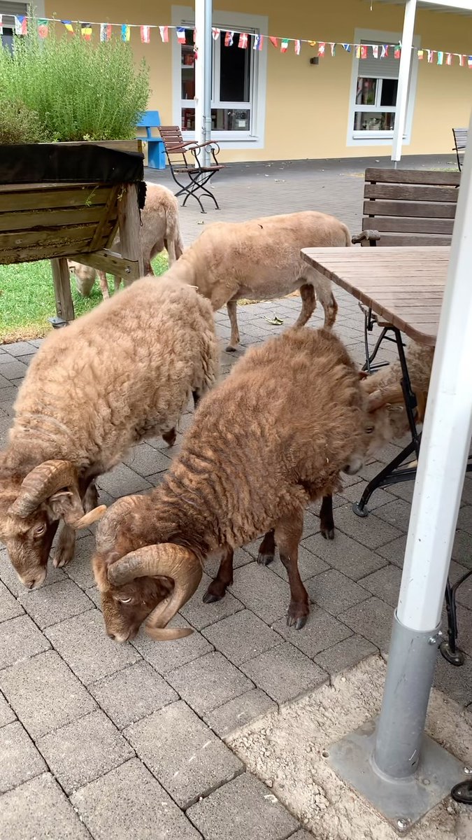 KeliBlacksrgme's tweet photo. Our flock of sheep roams our facility almost every day. Since our senior center has a village-like character, we call it “Our Village. ” The village square is a popular gathering place. https://t.co/1uVVh6Hnb4