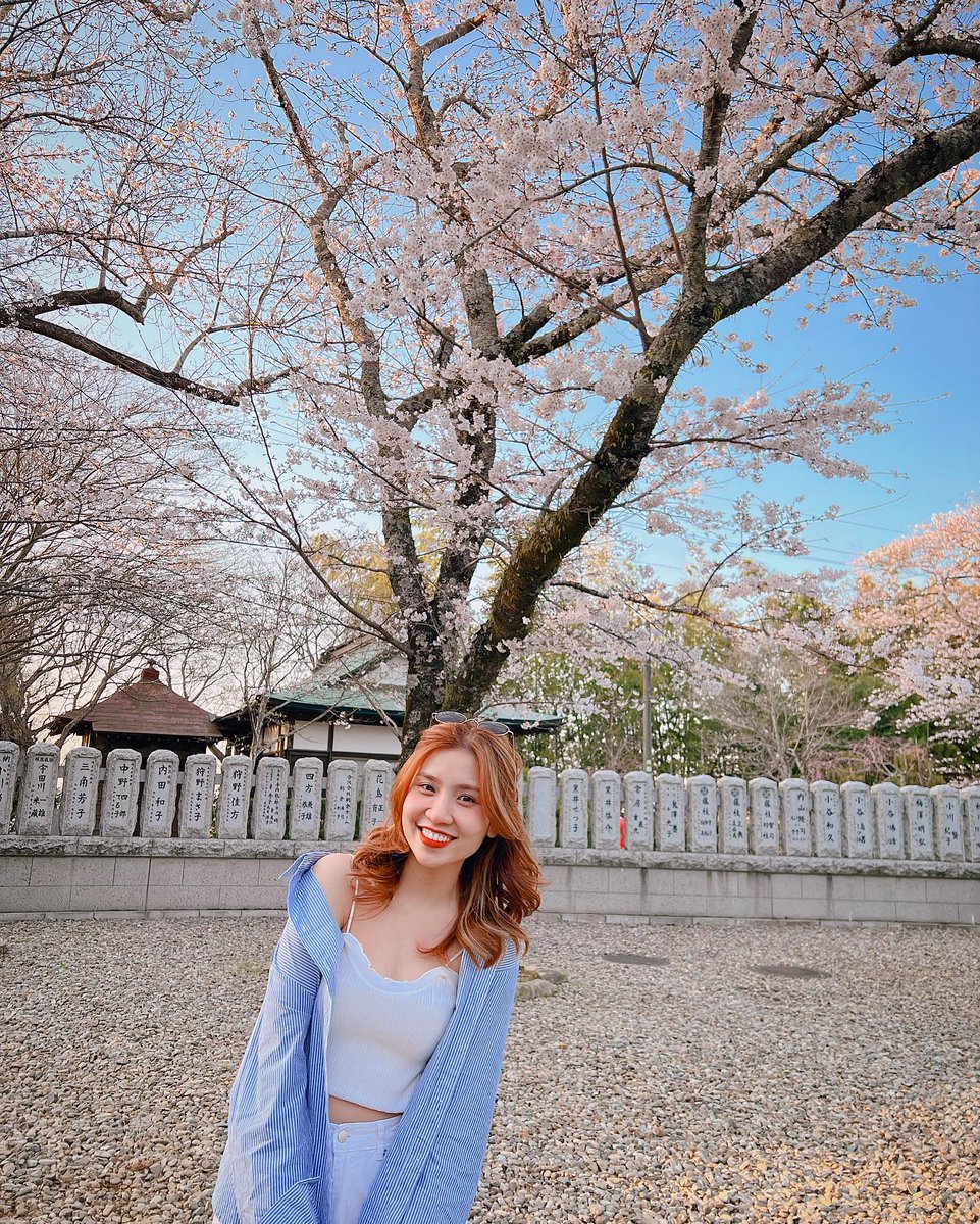 MayaMarzrb's tweet photo. My first cherry blossom in Japan https://t.co/aQ3OjXyLEz