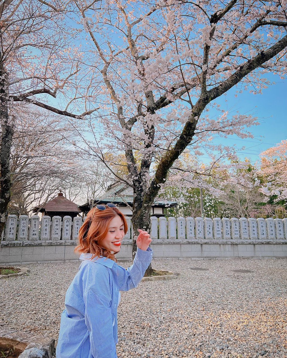 MayaMarzrb's tweet photo. My first cherry blossom in Japan https://t.co/aQ3OjXyLEz
