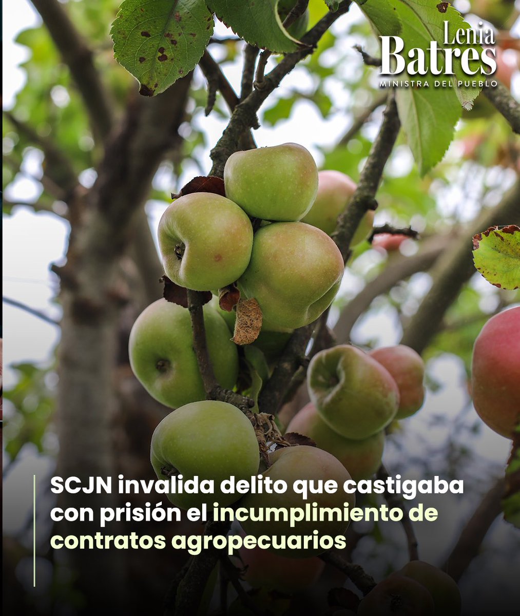 LeniaBatres's tweet photo. 📁 Amparo directo en revisión 4018/2025

⚖️ Una persona compró una cosecha de manzana por 1 millón 952 mil pesos, pero solo pagó 340 mil. Por estos hechos fue condenada por el delito previsto en el Código Penal de Chihuahua, que sancionaba con prisión el incumplimiento de contratos cuando causara un perjuicio a personas dedicadas a actividades agropecuarias. La persona promovió un amparo al considerar que no podía ser encarcelada por una deuda derivada de un contrato.
 
🏛️ La Suprema Corte determinó que este delito es inconstitucional, porque la deuda derivada del incumplimiento de un contrato no puede convertirse, por sí sola, en motivo para llevar a una persona a prisión. Para que exista fraude deben acreditarse otros elementos, como el engaño o el aprovechamiento del error. Por ello, la Corte concluyó que el Congreso de Chihuahua convirtió indebidamente un conflicto que debía resolverse por la vía civil en una cuestión penal y concedió el amparo para evitar que dicha norma fuera aplicada a la persona sentenciada.
 
#MinistraDelPueblo #SCJN