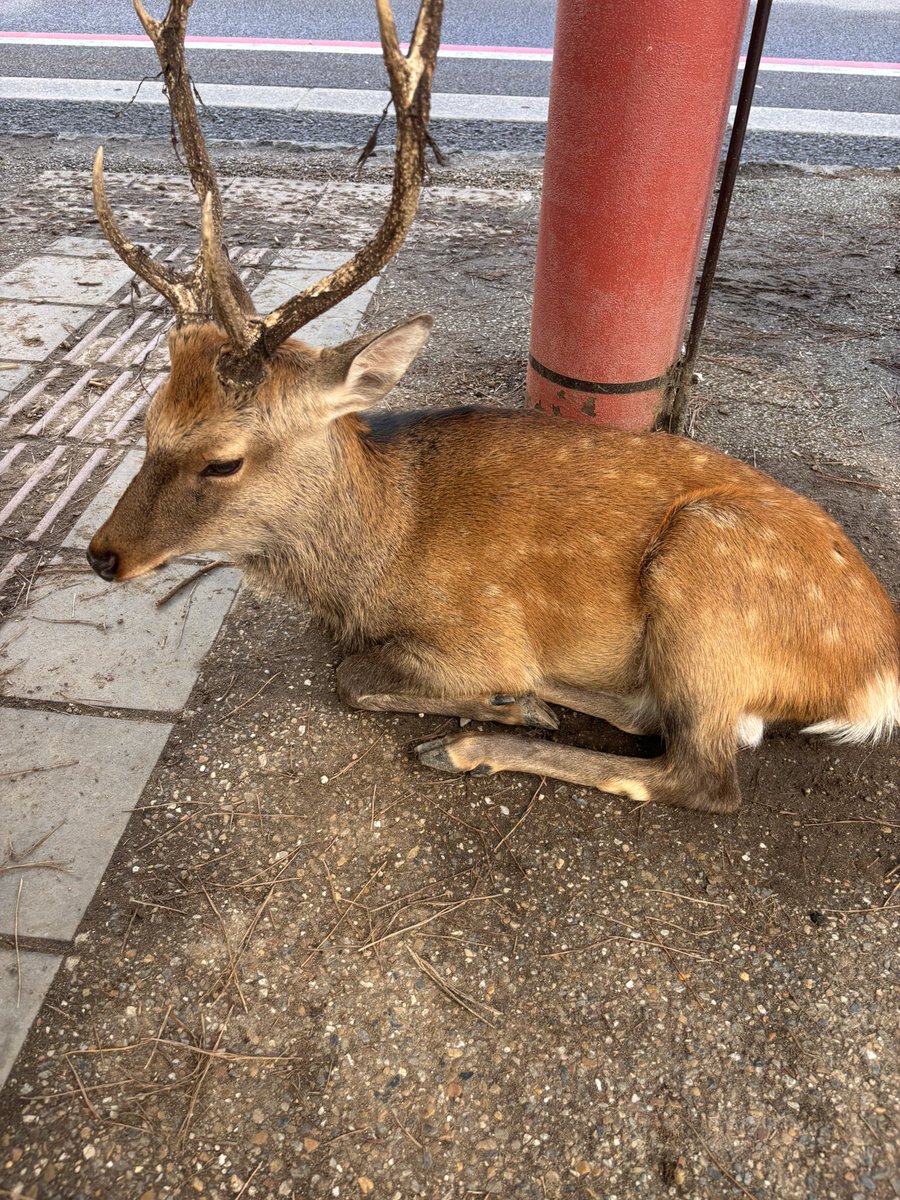 mocha0143's tweet photo. 先日の奈良公園。大仏の前で🫰の娘と抹茶ソフトに舌鼓の息子。私は駅で大好きなみむろの最中を見つけて秒でレジに持って行った。前回の4年前はコロナ明けで閑散としてたけど、今は外国人や修学旅行生で賑わってて活気があった https://t.co/LLS6UPuNi3