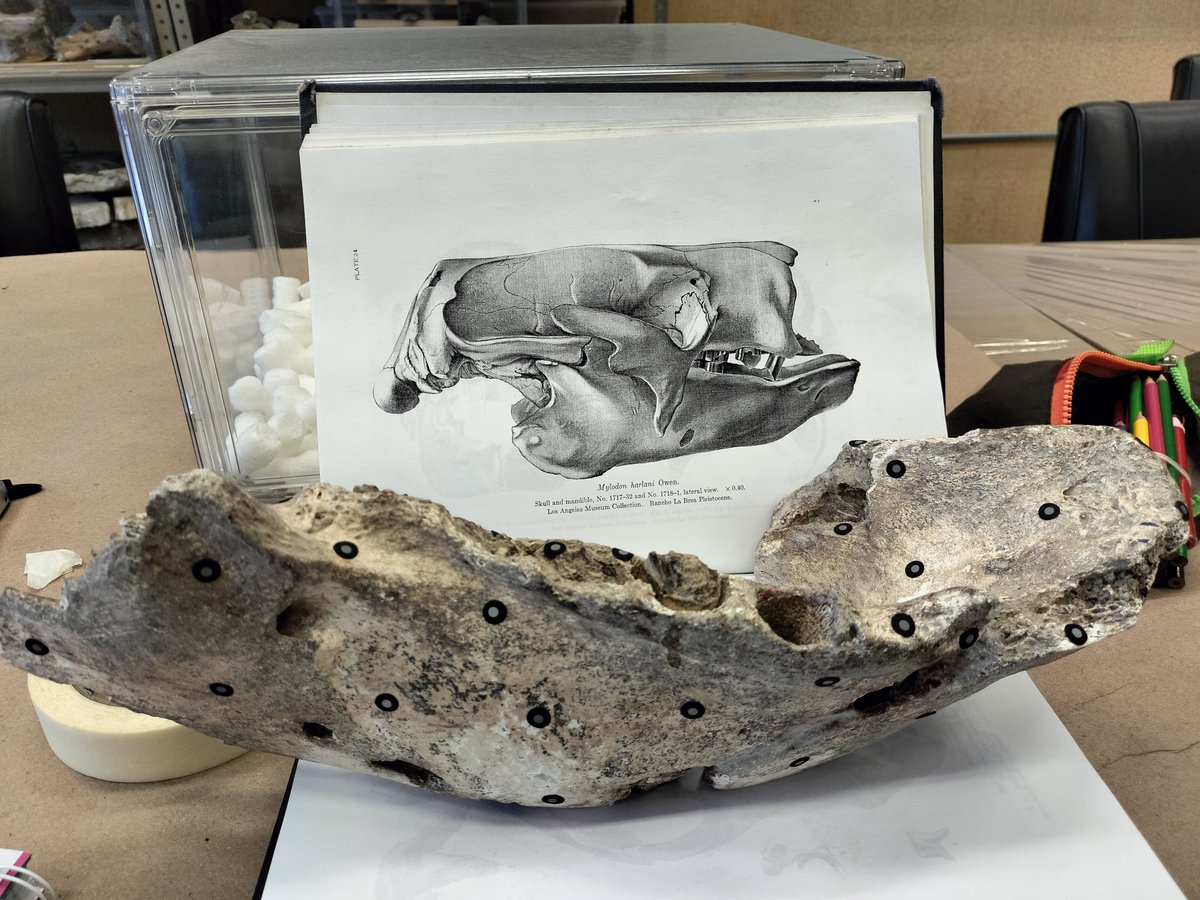 cor_memo's tweet photo. Doing my social work with #fossils of #sloth and #mammoth 
So cool! #paleontology #paleoart #college #paramylodon #iceage #pleistocene #prehistoricplanet https://t.co/CheOv5Zkxb