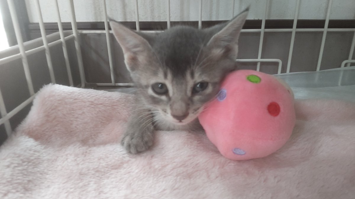 fureairoom's tweet photo. 中央市の増水した川の斜面にしがみついていた子猫を保護しました。 https://t.co/DfbU52PBEg