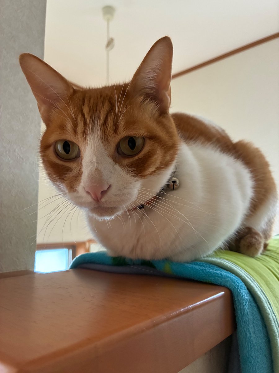 kore_haisin's tweet photo. モチモチラーちゃん https://t.co/S2b4BIM1vX