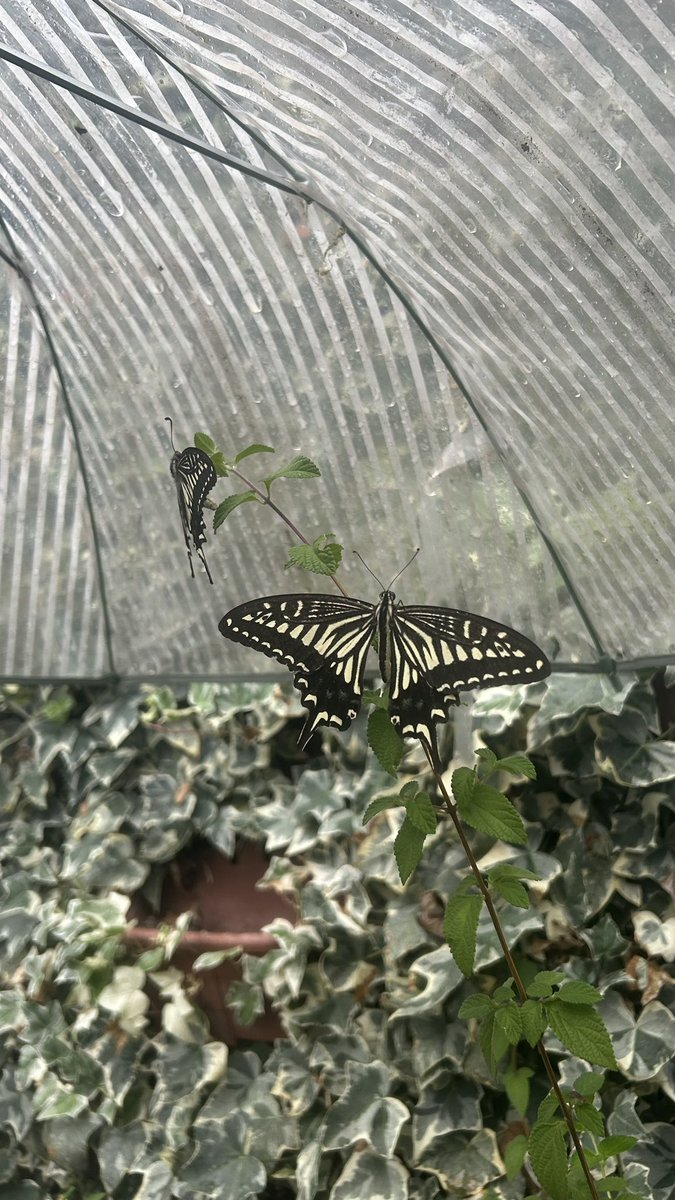 Southern_C6ss's tweet photo. もう1ヶ月きってるんですね！何着てこう〜
これは、雨宿りしてるアゲハです。傘被せちゃいました
#あわもろきいて https://t.co/nfMhUyM1KN