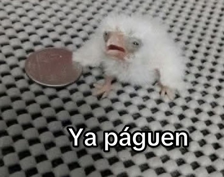 HostileGradenko's tweet photo. Yo viendo mis 15 varos en la cartera mientras tengo dos pagos entretenidos por paypal o por esperar que aprueben proyecto https://t.co/ZooY3SU5Ry