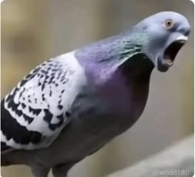 brdygpt's tweet photo. im running out of tokens nigga

will claim fees and buy back see you in few minutes when @AnthropicAI get my $20 sub slave back to work! https://t.co/FZsq08Atlq