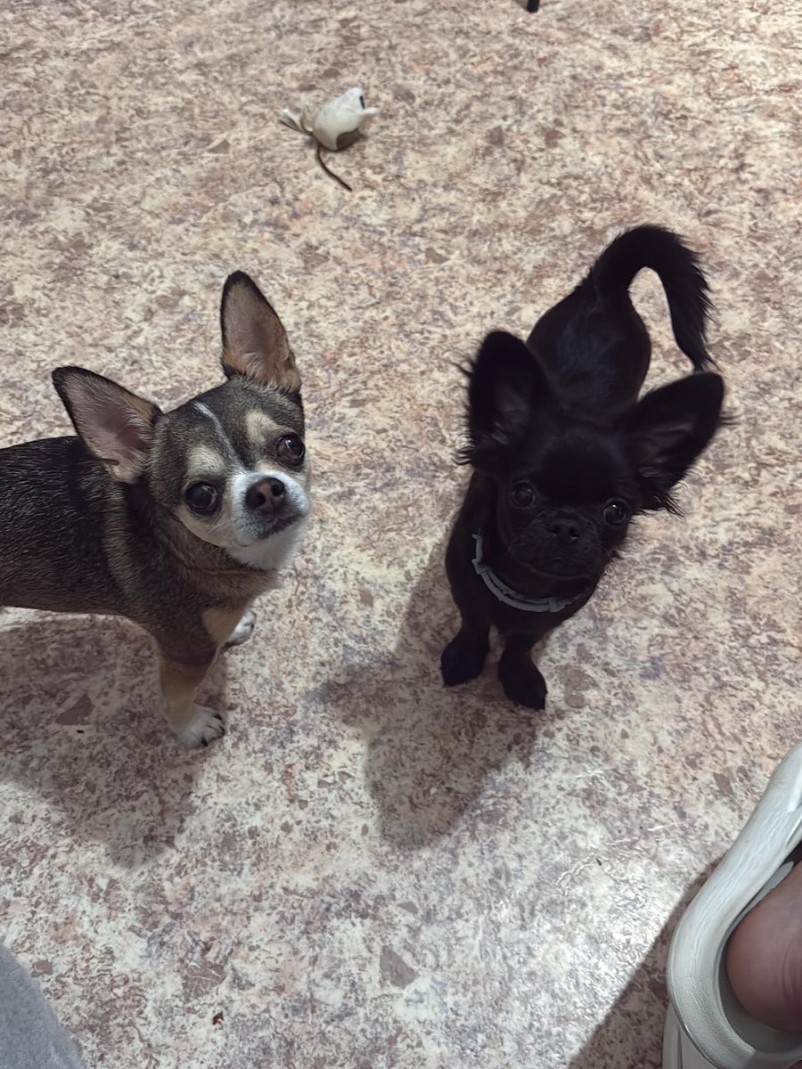 BabetteHasud's tweet photo. Here they are: an angel and a little devil! https://t.co/F7LjOXrHTo