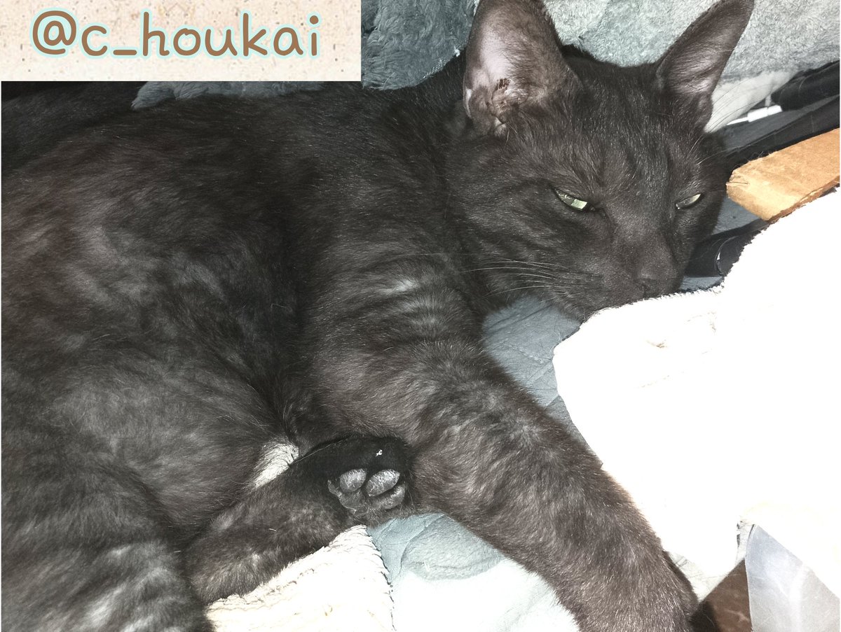 c_houkai's tweet photo. お世話になっております
いつも猫達を支えてくださり誠に有難う御座います。不躾なお願いで大変恐縮ですが、日々消費が激しい猫砂･フードを常時募集しております。申し訳御座いませんが
お力添えいただけますと幸いです
宜しくお願いいたします

https://t.co/MfqbvBlpTL https://t.co/lmDsUBYJEi