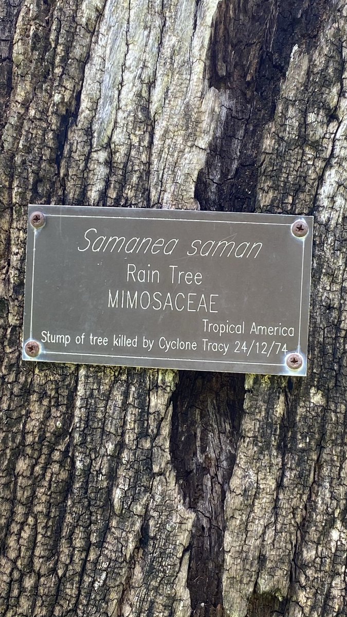 mitzyelliott's tweet photo. #dailytree https://t.co/Glj7jHoDbU