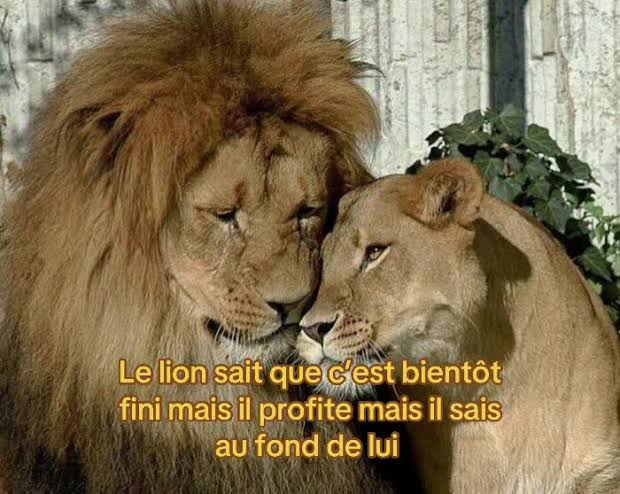 stanculerla's tweet photo. les feux verts c les bien les vlov verts c les biens l'écolgie c vert les plantes c vert le rouge il observe tout ça en acceptant la situation mais o fond il sait wallah il sait https://t.co/k6bQq6of7f
