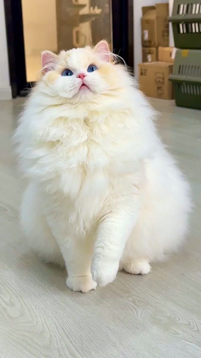 animels102's tweet photo. https://t.co/p09eEtp7Tr