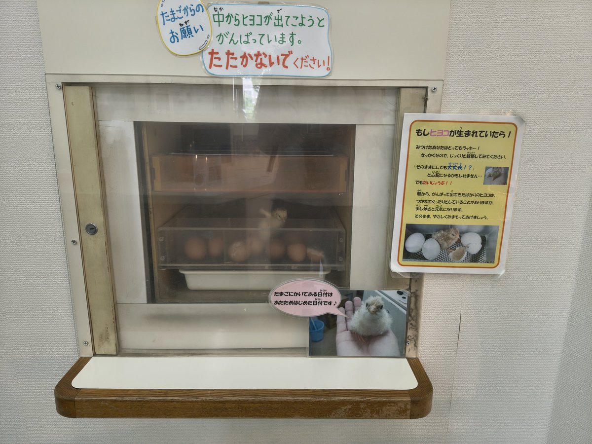 WingmaxA's tweet photo. 彼等に生きる大切さを改めて教えられた気がします。
安佐動物公園で可愛らしい子と目が合いました😊
#安佐動物公園 https://t.co/ZPof8rjBVo