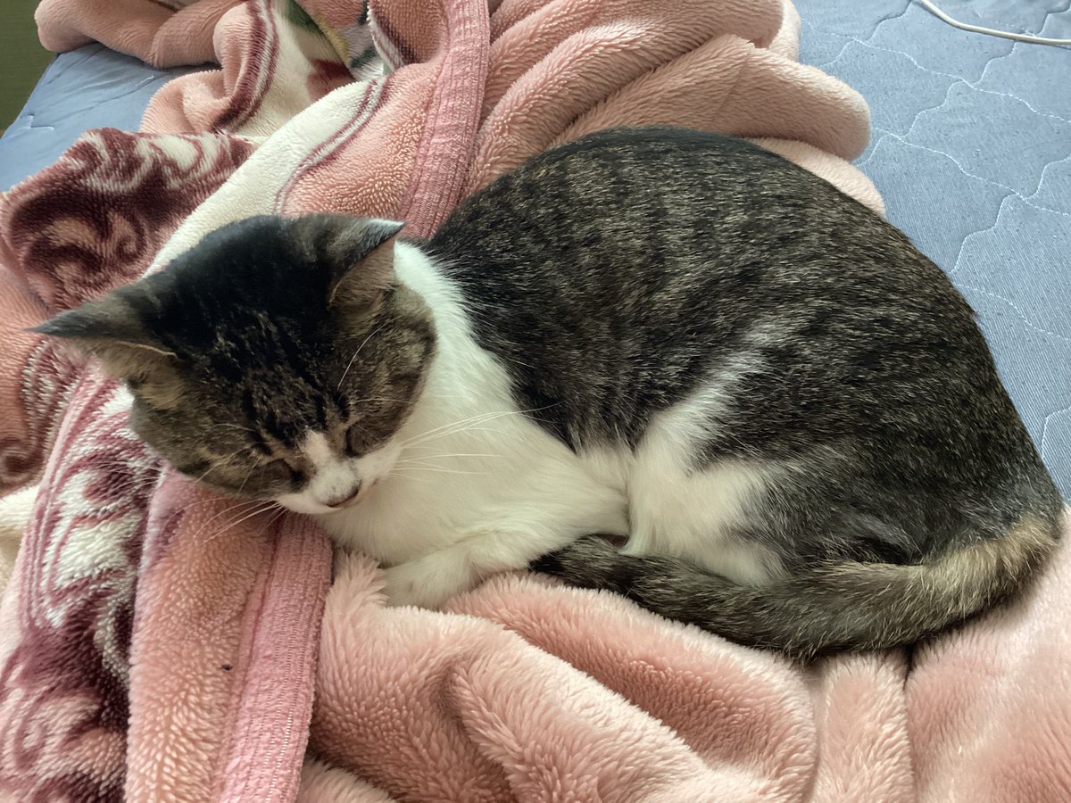 ToR_to4ru's tweet photo. 猫、やわくて丸いから枕に最適 https://t.co/HmlWTtkb0a