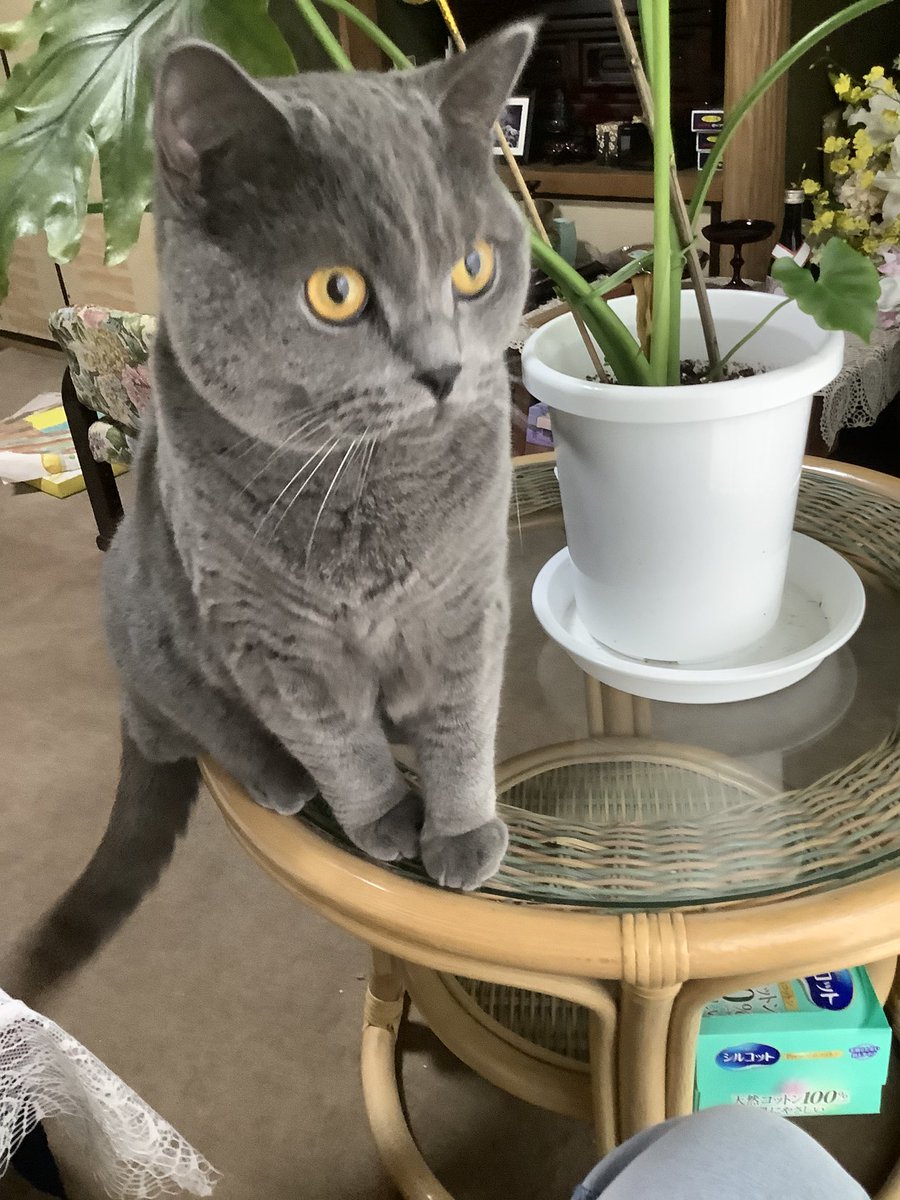 siroineko78's tweet photo. おはようございます😃

何時もありがとうございます💕
まるちゃんも新しい🏠に慣れて来ましたが
2階には娘が飼ってるポンちゃんがいます
いつ遭遇するのか楽しみながら😊
涼しいなってきました
体調には気をつけてくださいね https://t.co/FtYmGEhmjs