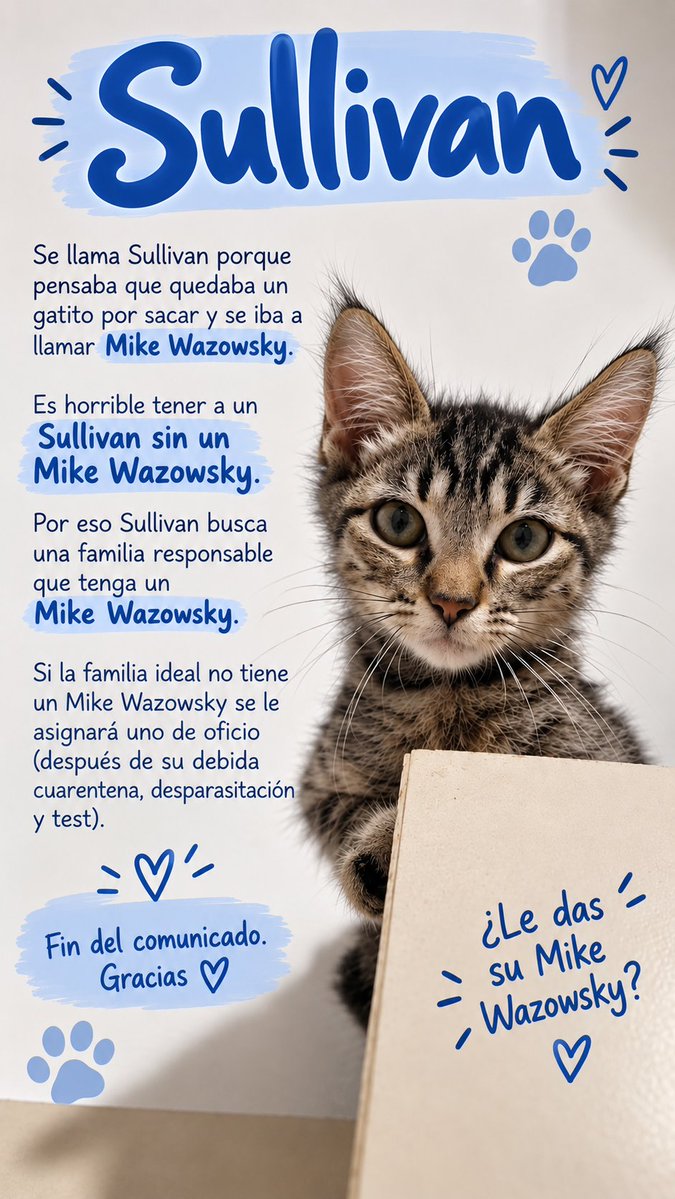 Neinei_rescue's tweet photo. Hey!
Soy yo, Sullivan ❤️‍🩹 un gatito muy ronroneador que en menos de una semana de salir de la calle ya estoy pidiendo mimos así;

Dame una semana más y voy a ser una lapa.

Tengo un problema. Estoy en una casa de acogida con mis hermanas Sally y Oogie Boogie y ellas han tenido la suerte de que las han adoptado juntas ❤️‍🩹

Pero a mí no me han adoptado. El día 21 ellas se van y yo no me quiero quedar solito. Me ENCANTAN los gatos y las alturas.

Necesito un hogar que ya tenga por lo menos un gatito. 
Nadie está preguntando por mi porque soy atigrado 😣 porfa, quiero ser el hermanito de tu gato. La loca que me rescató dice que os va a acompañar en la adaptación si vuestro gato no acepta a otros tan fácilmente. 

Dadme una oportunidad, por favor. 

Adopción responsable 💫
Con contrato.
Se piden protecciones. Te explico como ponerlas no es caro ni difícil y no necesitas hacer obra en la mayoría de los casos 🙏🏻🙏🏻