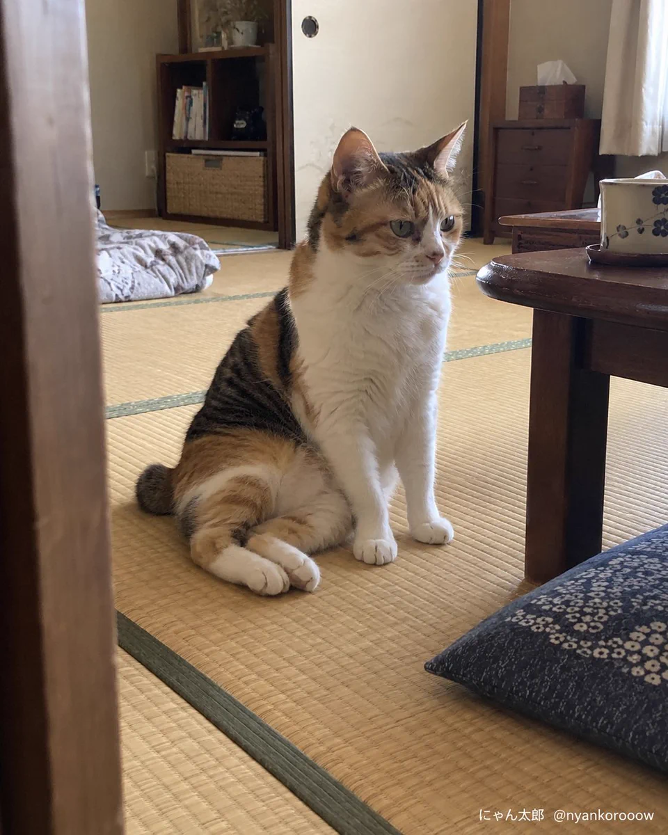 にゃん太郎｜猫画像｜Funny Cats on X: 