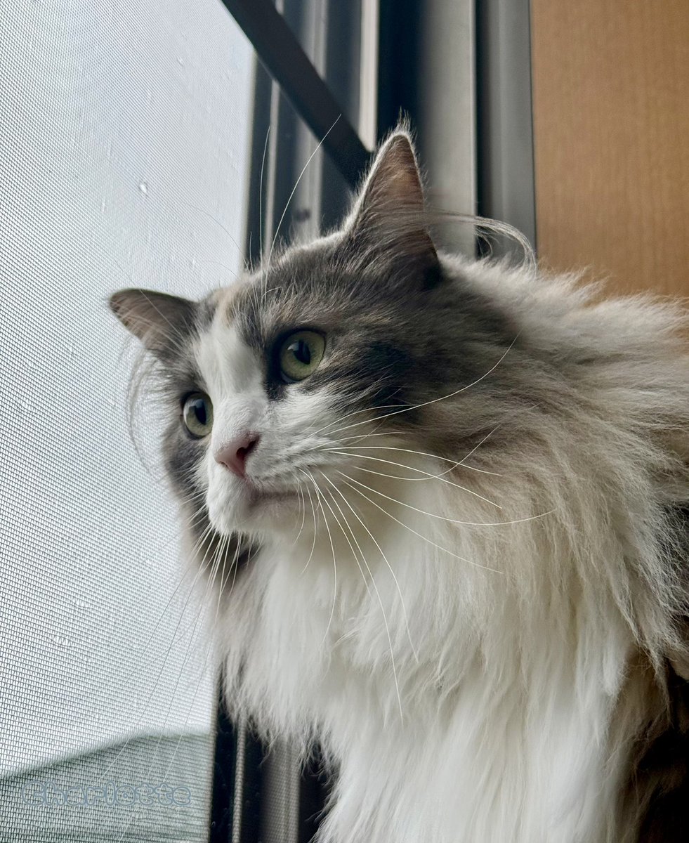 777moonmin's tweet photo. にゃるそっくのお仕事

#サイベリアン　#猫 https://t.co/Ey0nD7QD18