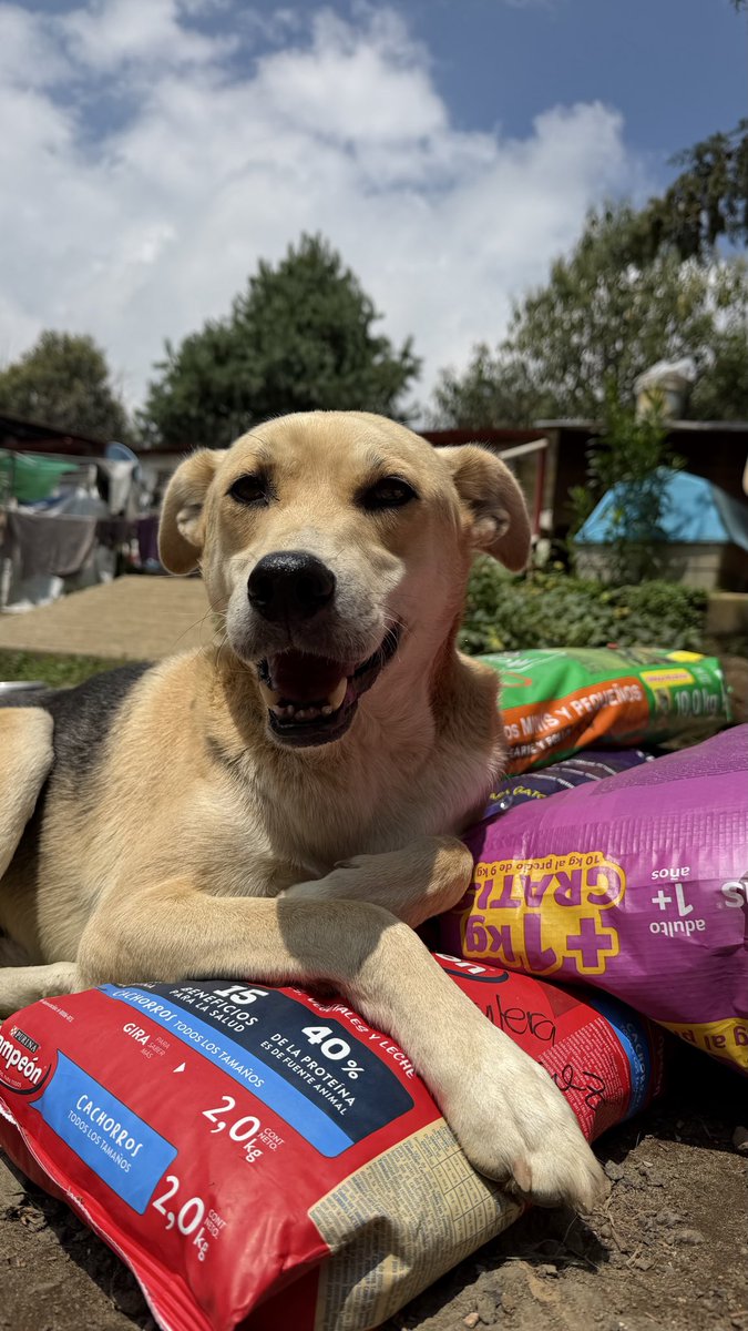 RefugiOceaniCAN's tweet photo. Una donación y se te reinicia la vida. ✨

Miren la sonrisa de WUICHO.

Hoy llegaron las croquetas del Instituto Simón Bolívar y WUICHO no las quiso soltar. Se acostó arriba de ellas y sonrió. Como diciendo "por fin".

No tengo palabras para agradecerles a cada alumno, a cada papá, al maestro que organizó esto.

No solo nos trajeron alimento. Nos trajeron paz. La paz de saber que hoy 300 pancitas van a dormir llenas.

Gracias, @InstitutoSimonBolivar  , por enseñarnos que educar es también tener empatía por los que no tienen voz.

De parte de WUICHO y de los 300 que hoy comieron gracias a ustedes: GRACIAS.

Con todo nuestro amor,
Oceanican