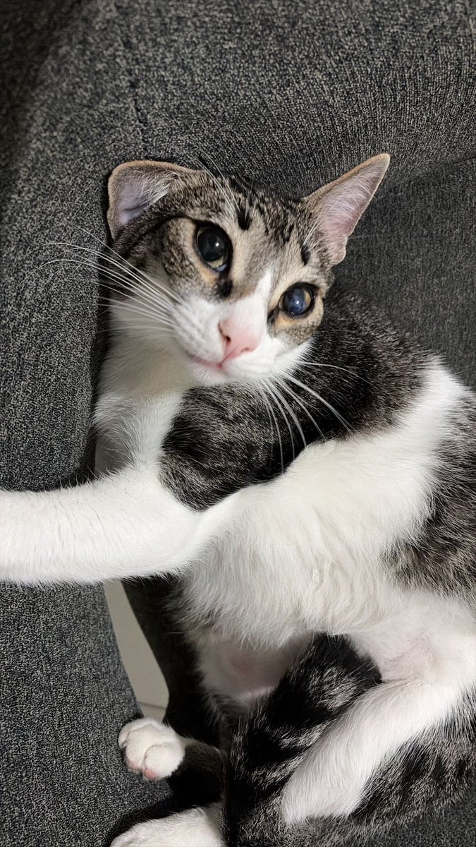piolito18's tweet photo. Mi gato estaba en casting para un corto y lo rechazaron por gordito https://t.co/iLyP7BFWzD