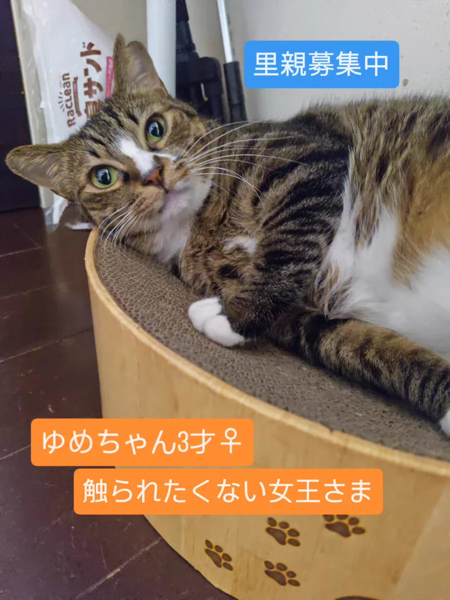 オーダーページ パネル お姫様 猫ちゃん 9/30 ソマ太郎 on X: 