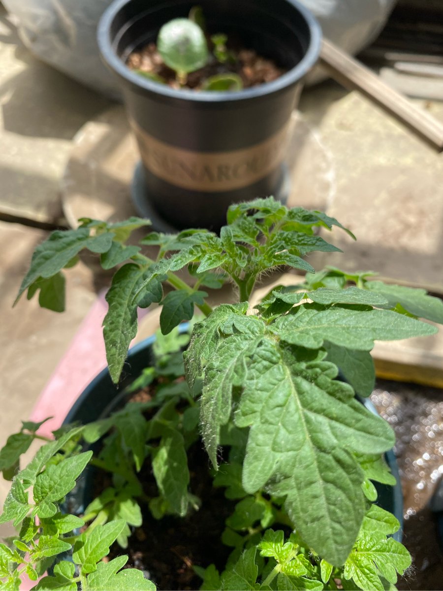 jerry_edit80537's tweet photo. Just tried the new organic cherry tomatoes from local farm — super juicy, sweet, and zero aftertaste. Perfect for salads or snacking! https://t.co/sEUfUfENZt