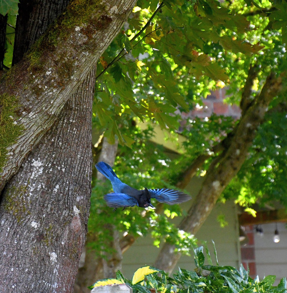 Photogentix's tweet photo. Steve is really a little character ๐
#StellersJay
#Nikon
#D7500 https://t.co/sdHol633Qy