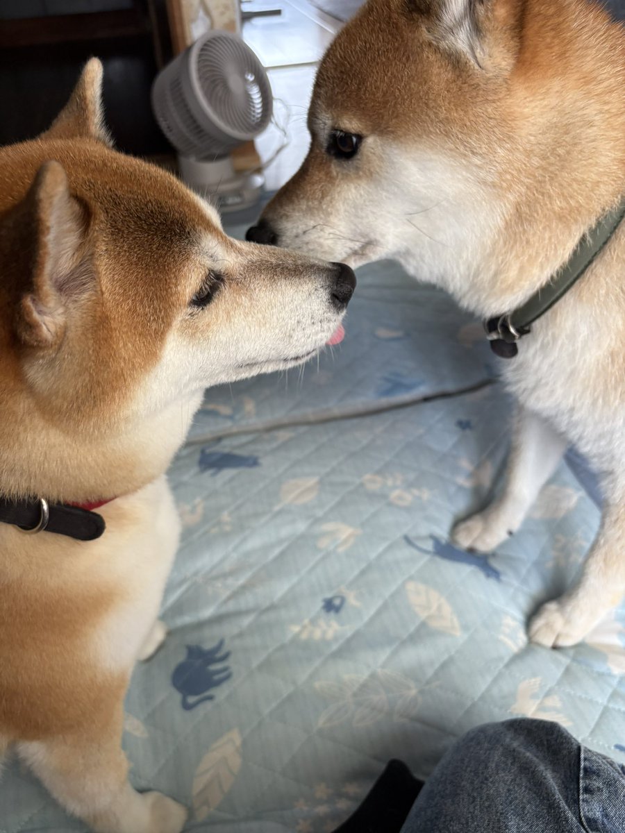 2Yajii's tweet photo. 今日とこや頑張ったのは左の子
#柴犬　#犬の床屋さん https://t.co/JVcyqIiRo7