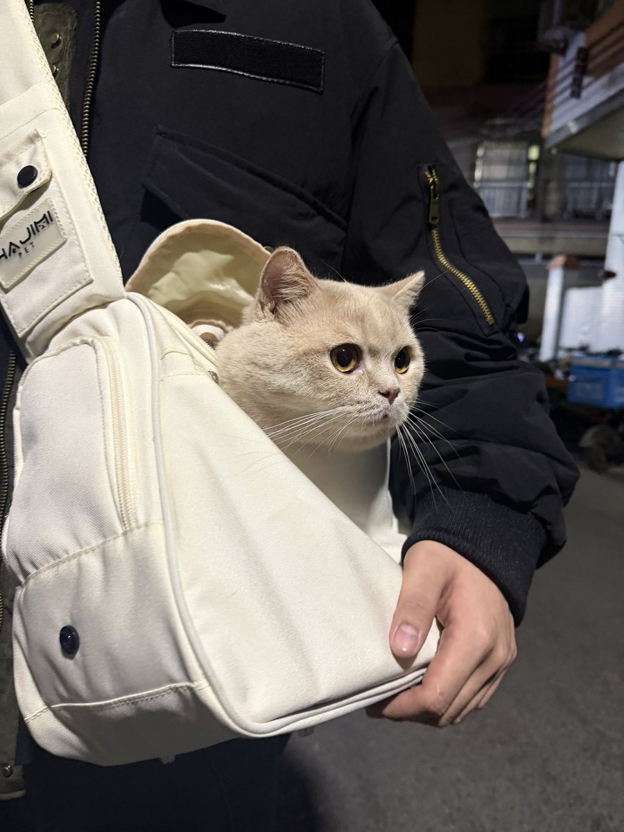 Fandanking's tweet photo. 邪悪な猫の頭 https://t.co/qohWCGG7GT