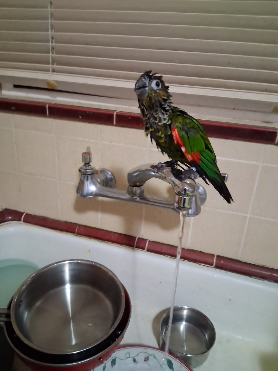 Raye45292's tweet photo. Anyone remember #WetChickenWednesday? https://t.co/nJcTrhtDBy