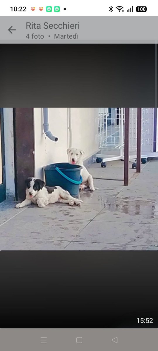 Emilystellaemi2's tweet photo. COSENZA, MAMMA E CUCCIOLI SI ERANO RIFUGIATI IN UN NEGOZIO DI CINESI,MA SONO STATI
CACCIATI, NON ABBIAMO PIÙ UN RIFUGIO. CHIEDIAMO PER LORO UNO STALLO O ADOZIONE 
CHI PUÒ AIUTARLI CI
MANDI UN MESSAGGIO
392 741 4214
GRAZIE INFINITE 🙏❤️ https://t.co/zer1GpyqNo