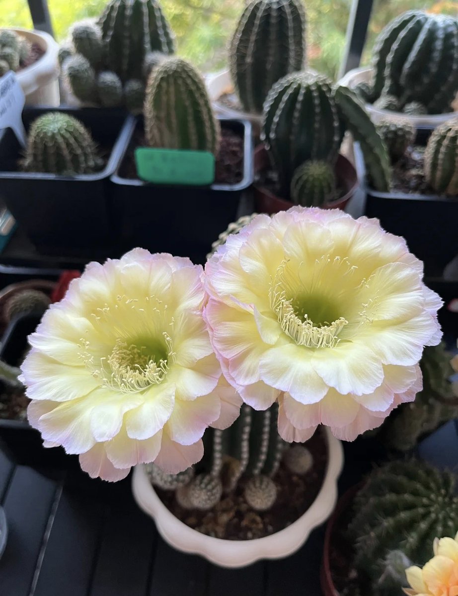 camille93095733's tweet photo. On my way home, I passed a flower shop and spotted these two little cacti in full bloom. 🌵🌸
They were so pretty that, for a moment, it felt like the whole world had turned a little brighter.
#CactusFlower #CactusBloom #LittleThings #EverydayMoments #LifeLately #GoodDay https://t.co/FkOD7P7Umn