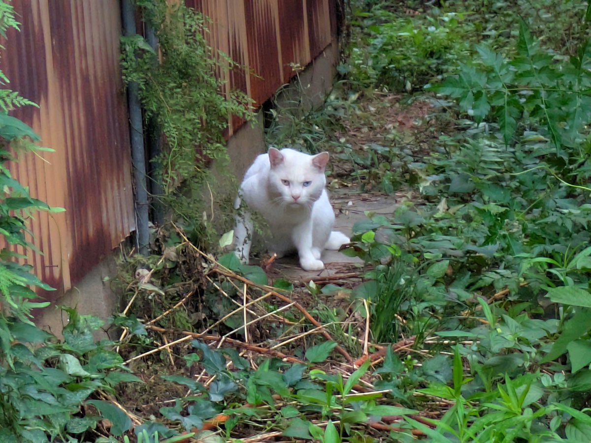 namakedou's tweet photo. 人生に足りないもの。それは散��。
散歩して睨みねこちゃん発見できたのでよい日です。 https://t.co/IawT37zLpR