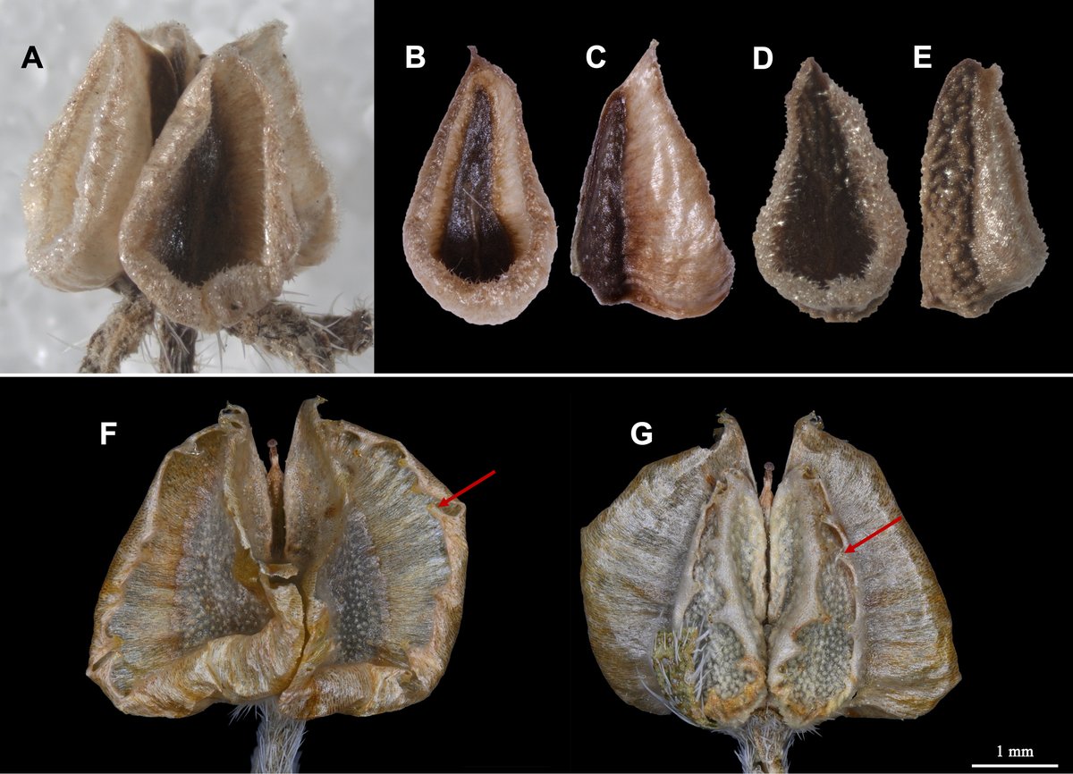 PhytoKeys's tweet photo. Type-specimen comparison and phylogenomic analysis (plastomes &amp; Angiosperms353) show Lappula betpakdalensis and L. lasiocarpa to be distinct species, not synonyms as treated in #Flora of China. 

Learn more about the differences between the species here: https://t.co/WsiTqloqZr https://t.co/5OLc3MHGZQ