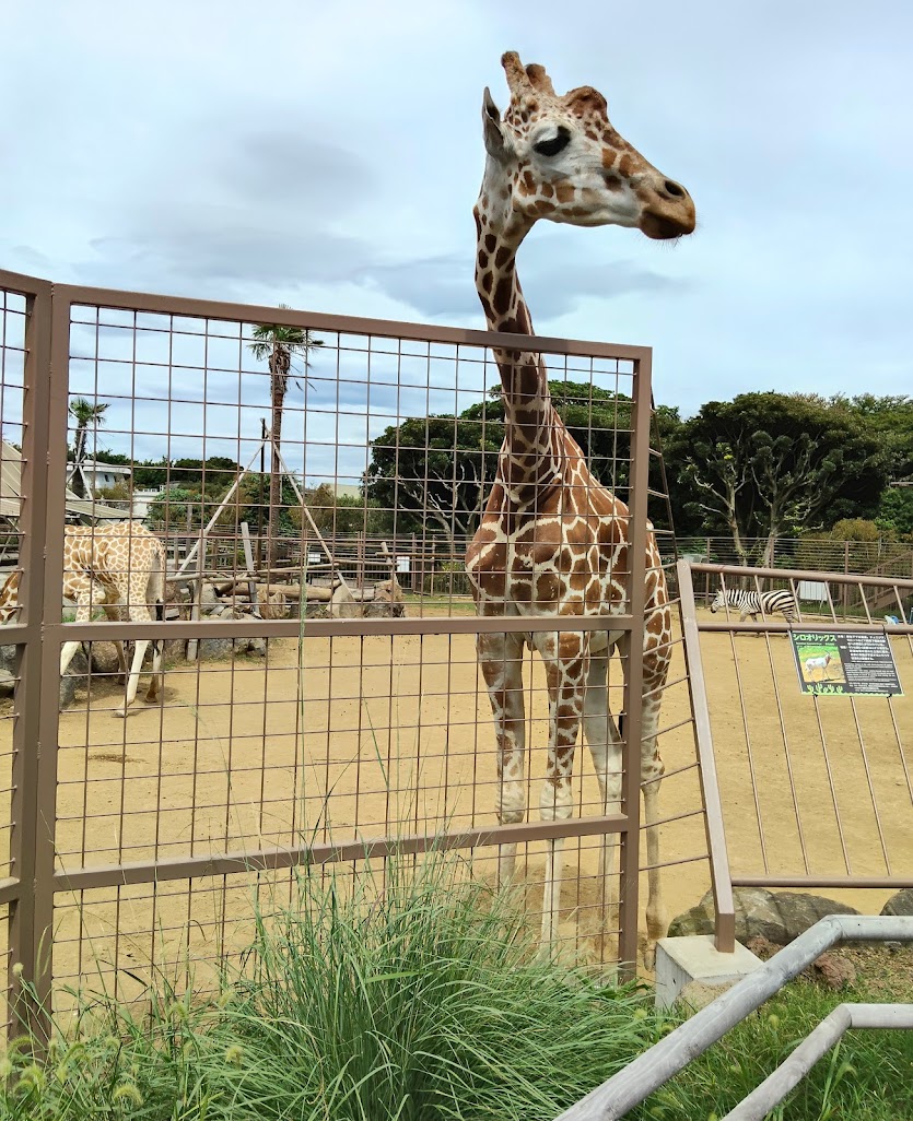 tactics_haru's tweet photo. 先日、伊豆に行った時の写真。 https://t.co/fkyKLzsRNV