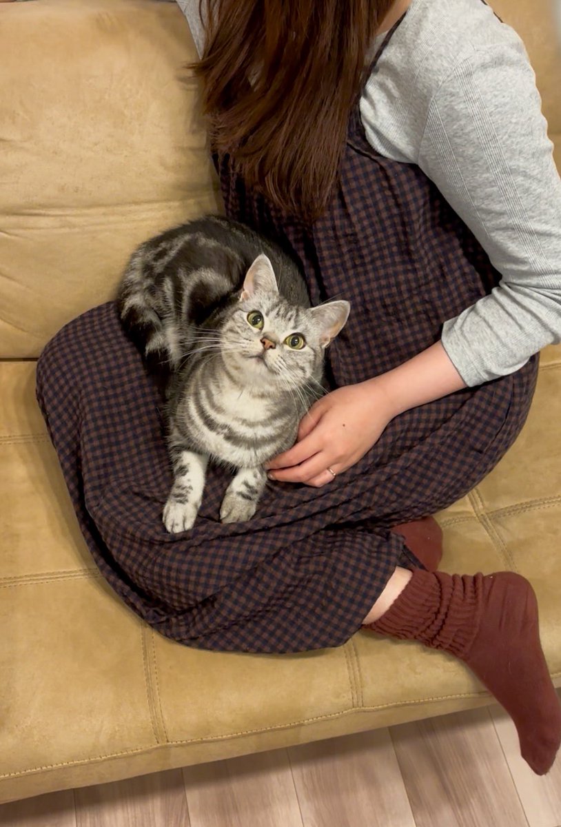 cat_anko3's tweet photo. 体勢を変えて立ちあがろうとした瞬間ねこ乗ってきて動けない… https://t.co/76RaWTpruy