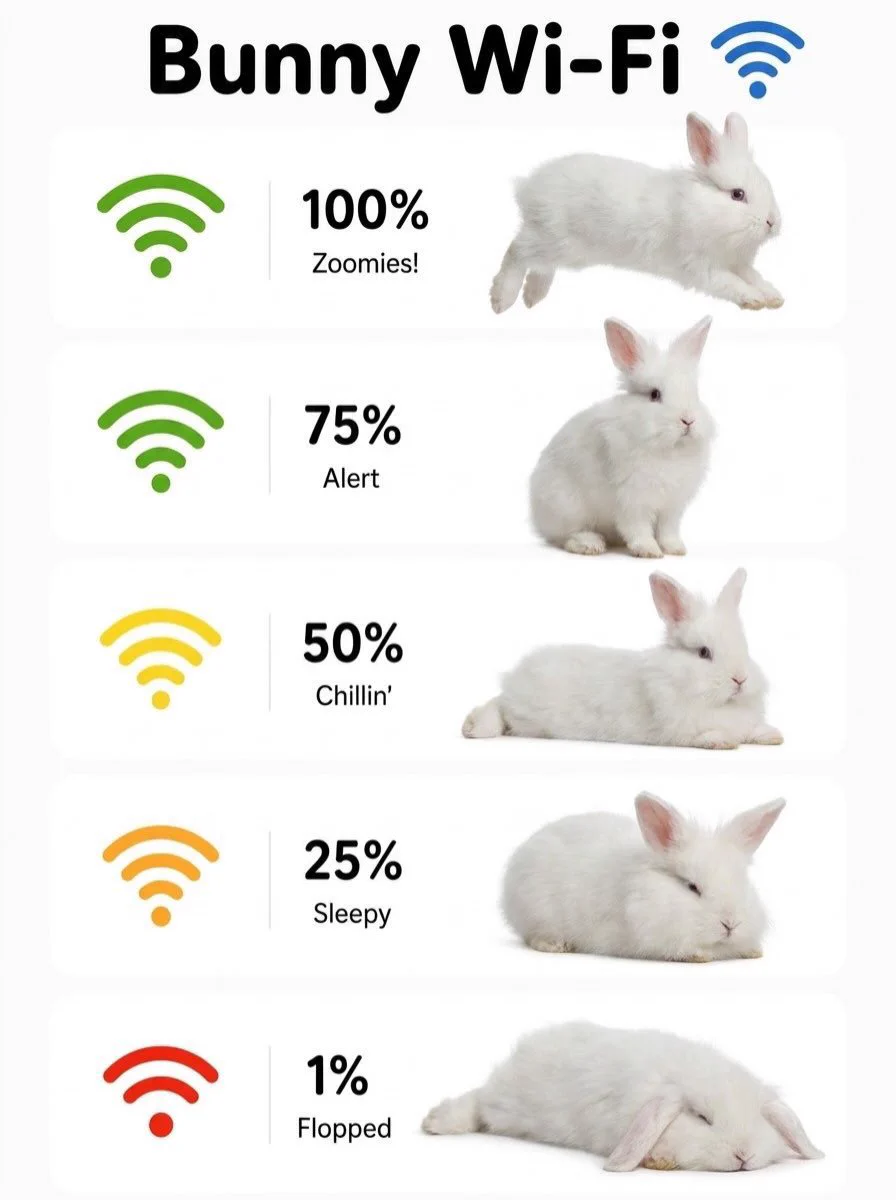 rabbitページ X rabbit 🐰 on X / X