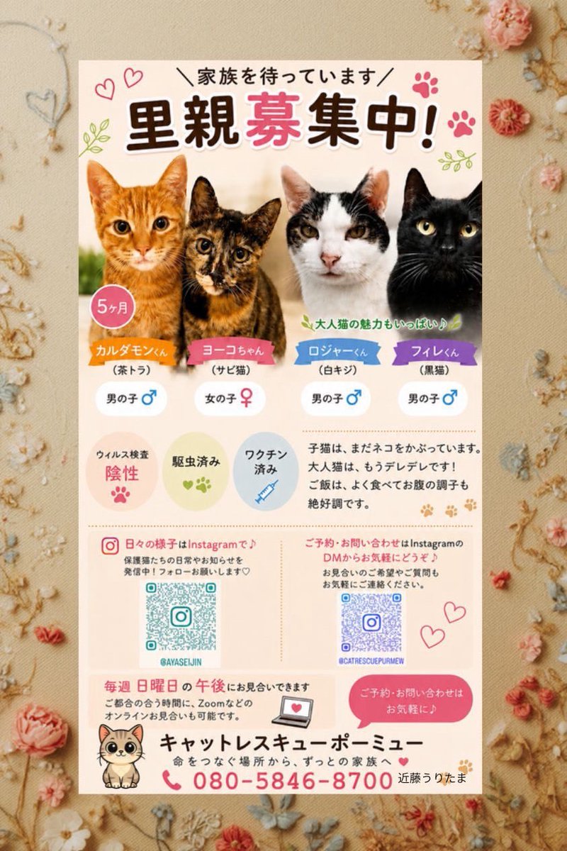 purmeow5's tweet photo. 【里親様募集中の猫さんたち】
⭐️カルダモン  茶トラ ♂ 5ヶ月(@ayaseijin)
 預かりさん宅にも慣れて、ヨーコちゃんとも仲良くオモチャで遊でいます。    ヨーコちゃんとは同胎。
⭐️ヨーコ ︎︎ サビ猫♀ 5ヶ月 (@ayaseijin)
 預かりさん宅にすっかり慣れ、兄弟のカルダモンくんとも良く遊び、楽しく過ごしています。
⭐️ロジャー キジ白 ♂10歳
 (@catrescuepurmew )
 腎不全2-3期ではありますが、処方食のみで対応。人にも猫さんにも優しい。よく食べよく遊びます。
⭐️フィレ ♂4歳 (@catrescuepurmew)
 左目の瞬膜が少し降りていますが、生活に問題ないです。明るく人懐こい性格で、人にも猫さんにも犬にも優しい。遊び好き❤️

＊気になる事など、お気軽にお問い合わせお待ちしています。
＊毎週日曜日午後、お見合い出来ます(多摩市)
＊ご都合の良いお時間にzoomなどonline OK
 #保護猫と暮らす
 #保護子猫
 #里親募集_東京神奈川
 #東京都多摩市
 #里親募集中
 #茶トラ
 #サビ猫
 #黒猫
 #白きじ