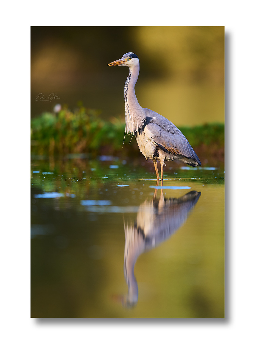 LouraWeelborg's tweet photo. Heron https://t.co/rTdMgXfT8x